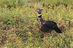 Southern Screamer